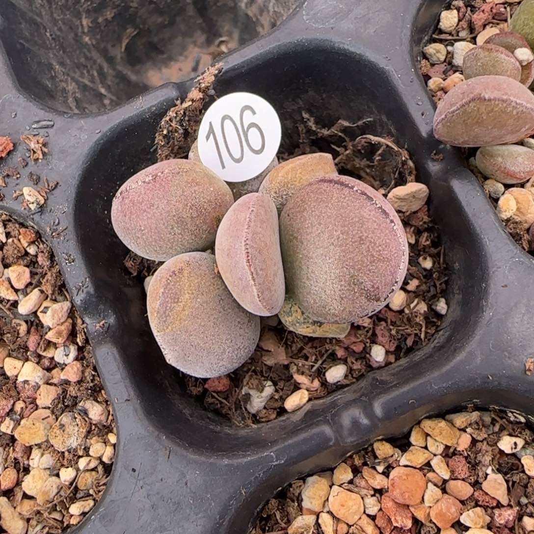 球球紫蛋水泡多肉