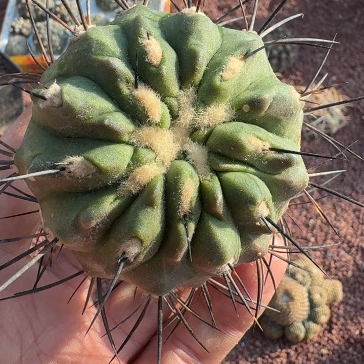 黑士冠微瑕无根666666666