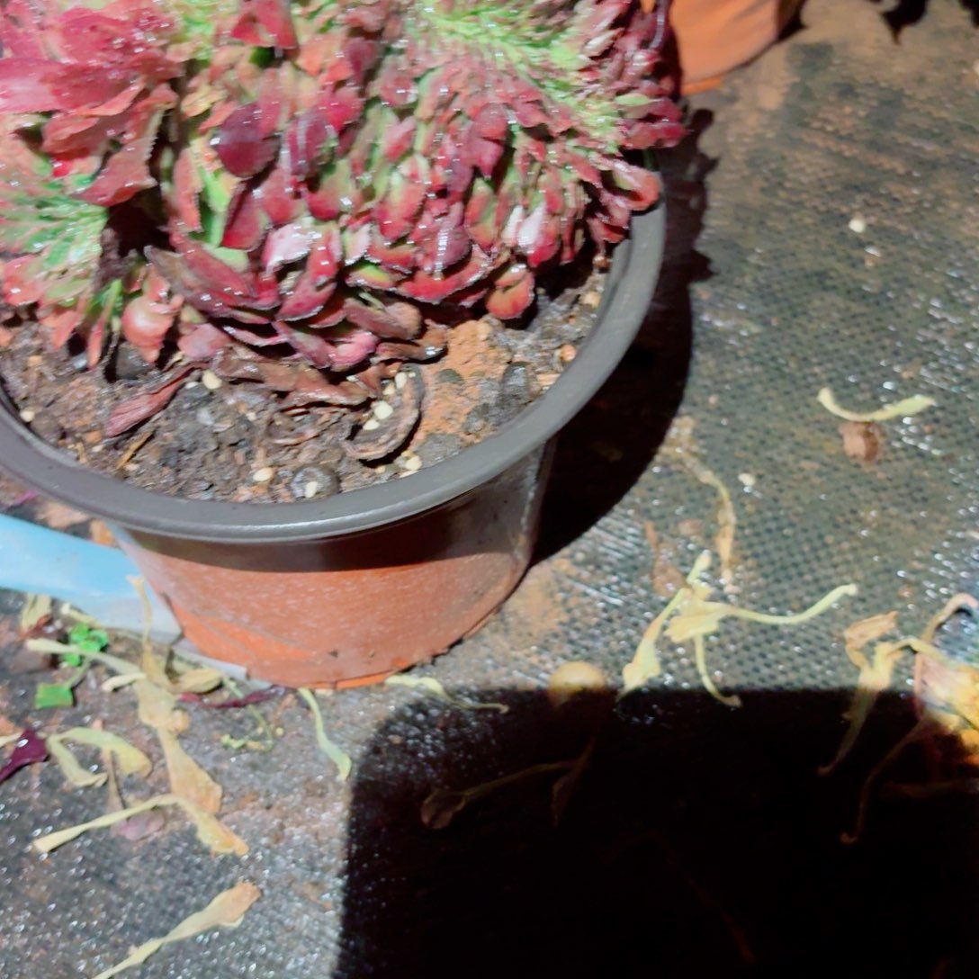 我886 号多肉法师植物特价