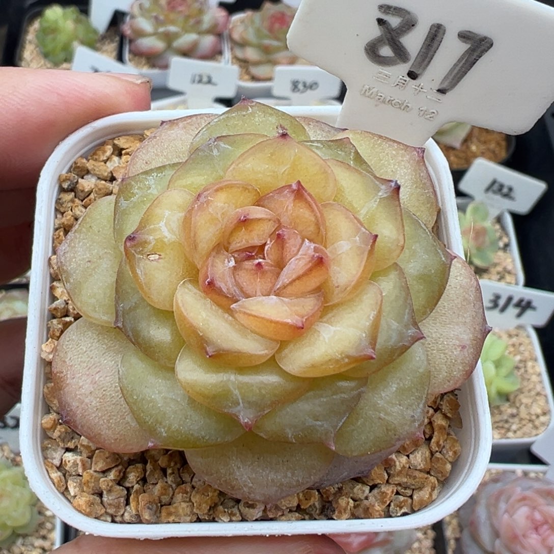 817号风花雪月系列孤品个体