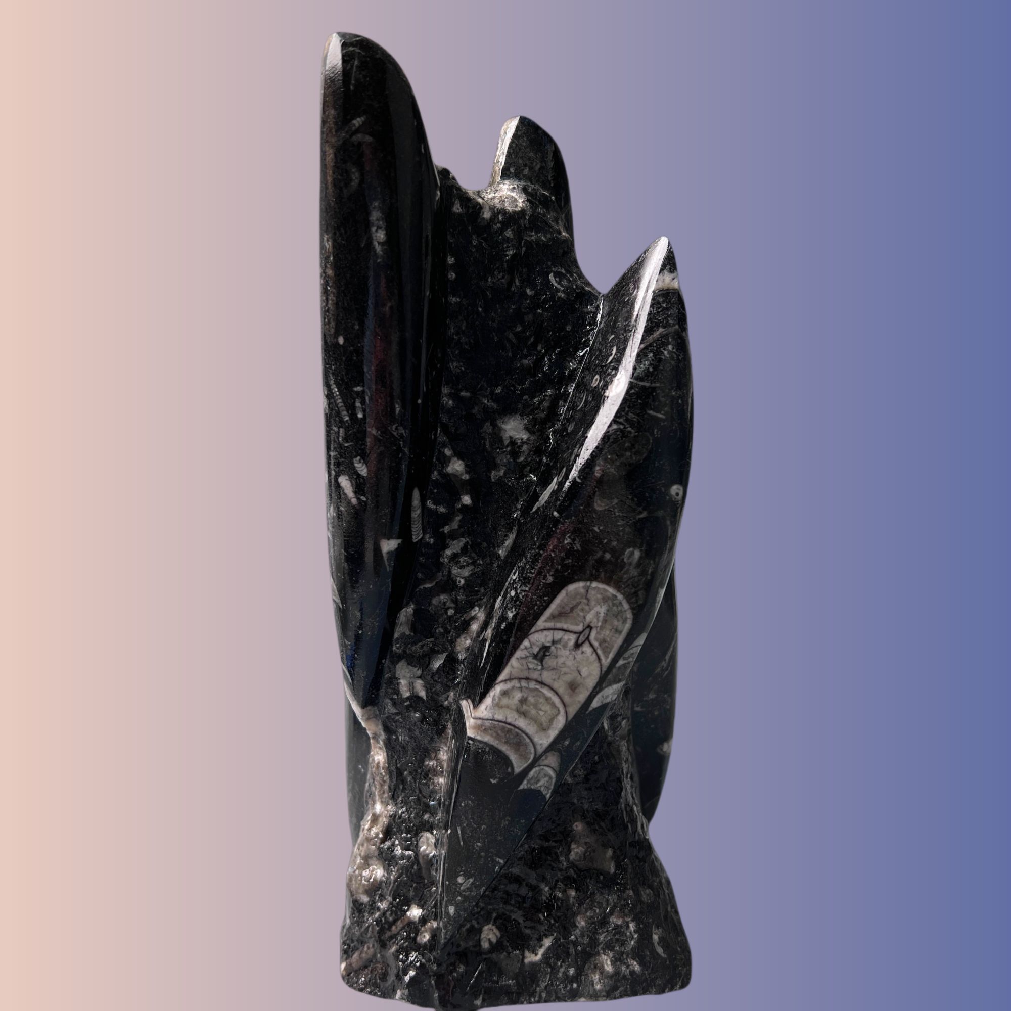 【 直角石】220.9mm 摩洛哥 泥盆纪 古贝壳 A3