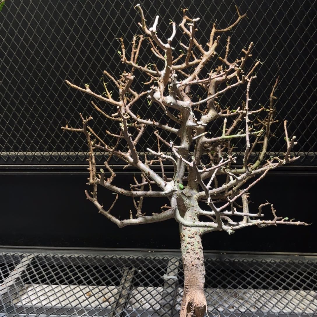 阿皮纳特哈哈哈哈哈哈哈