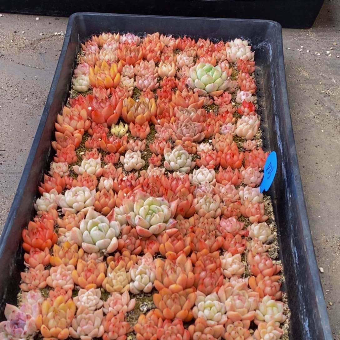 431多肉植物保护研究所所长助理