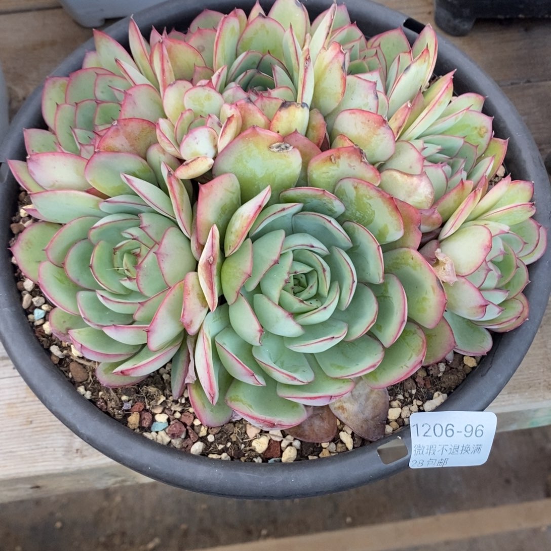 96号多肉群漂亮的