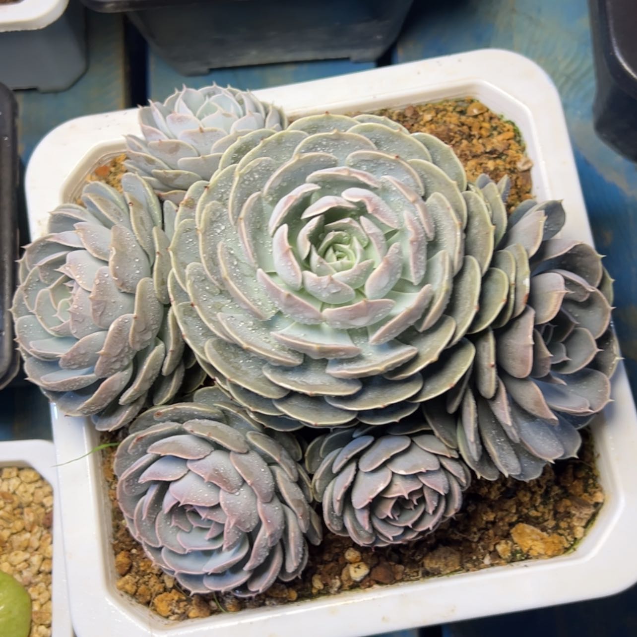 【闪购商品】天赐多肉39.8