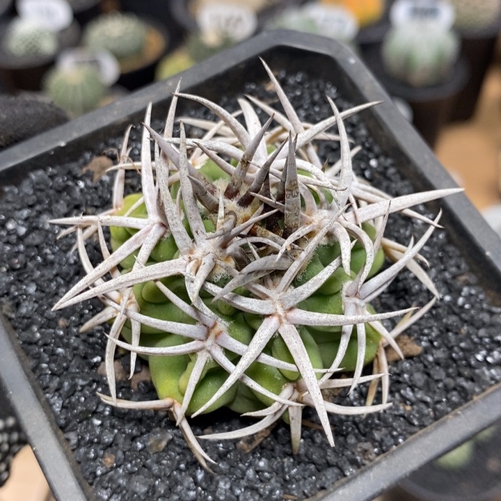 实生精控强刺碧岩玉408号5cm