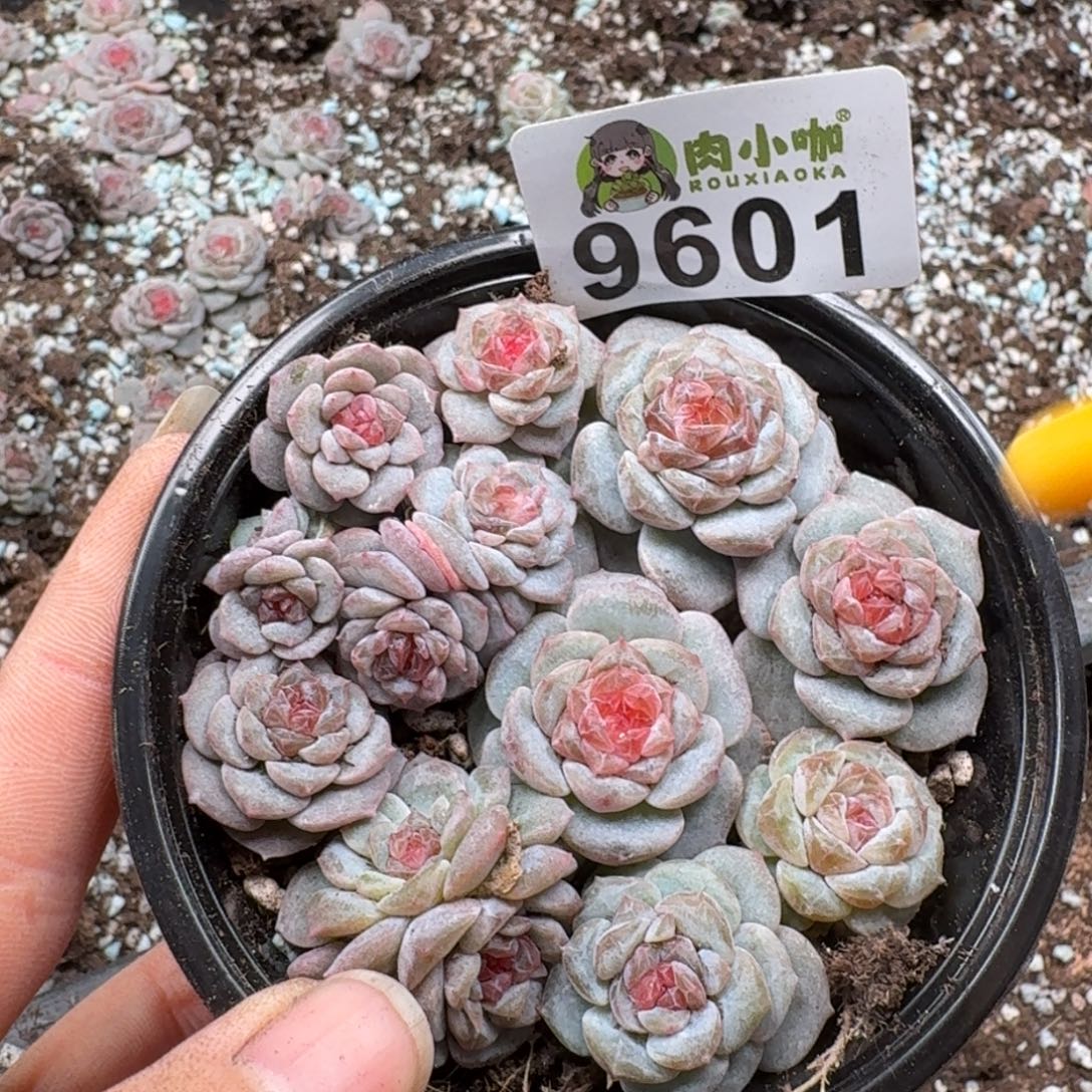 多肉植物多肉植物