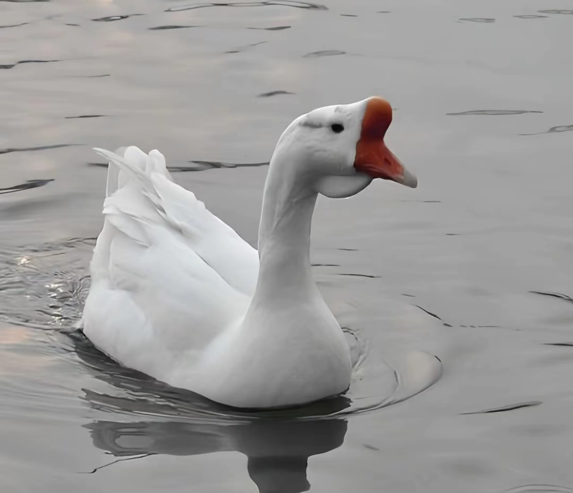 农场散养土鹅（宰杀后不退换）不支持七天无理由退换