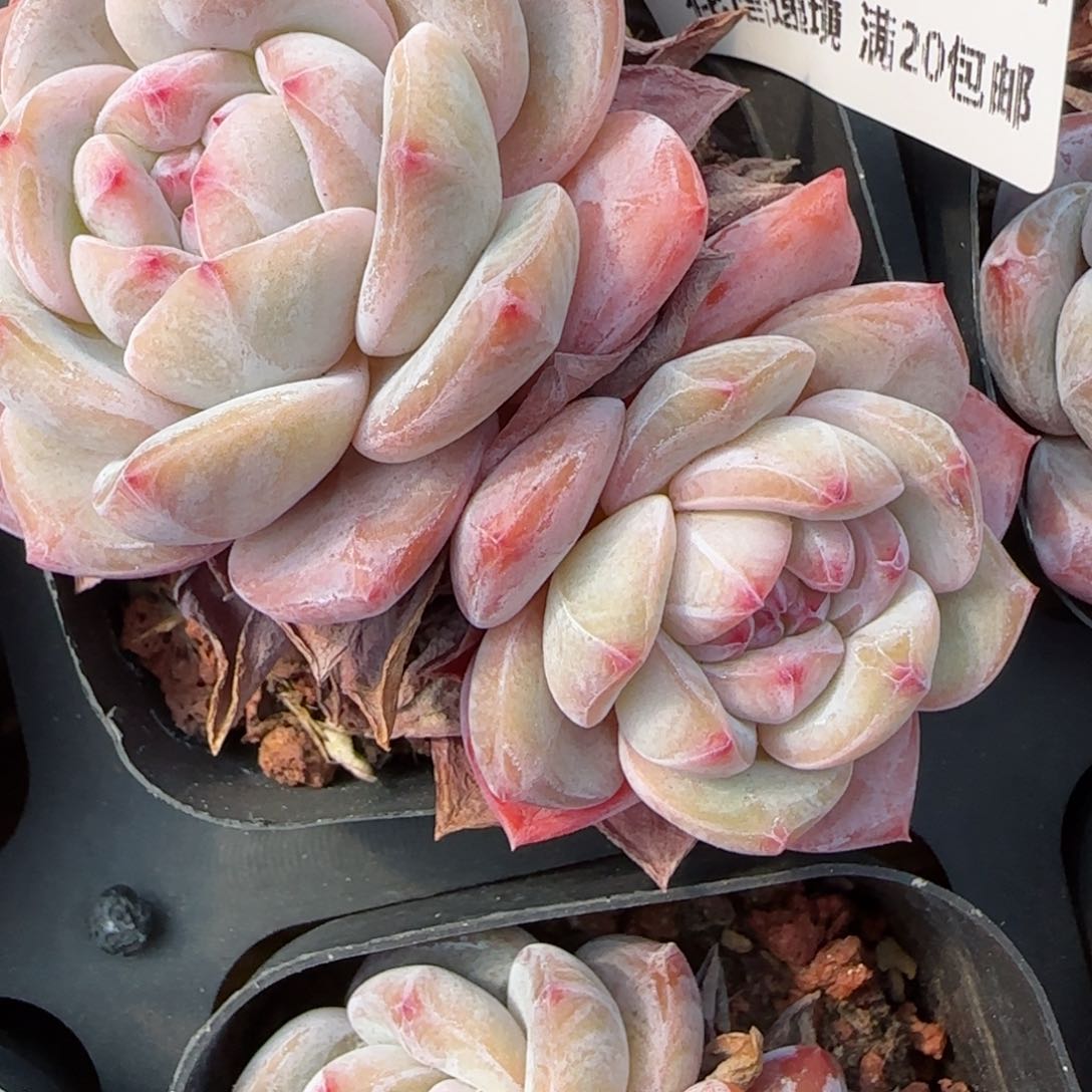 丹***财花语逸境0213-120