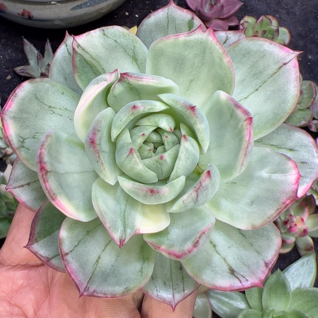 大理石纹，多肉植物