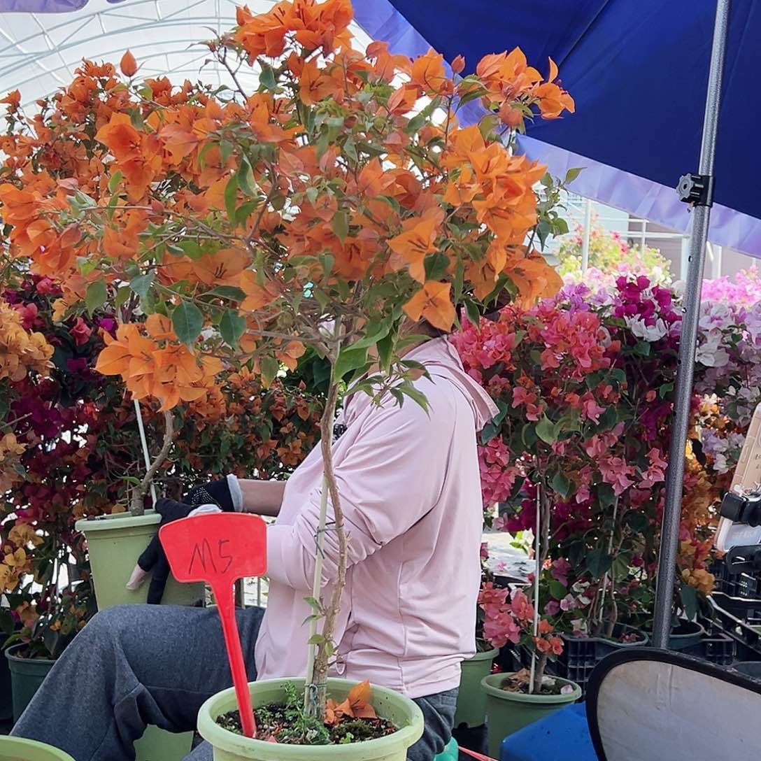 C***l大部分花苞少量开放M5橙桑巴