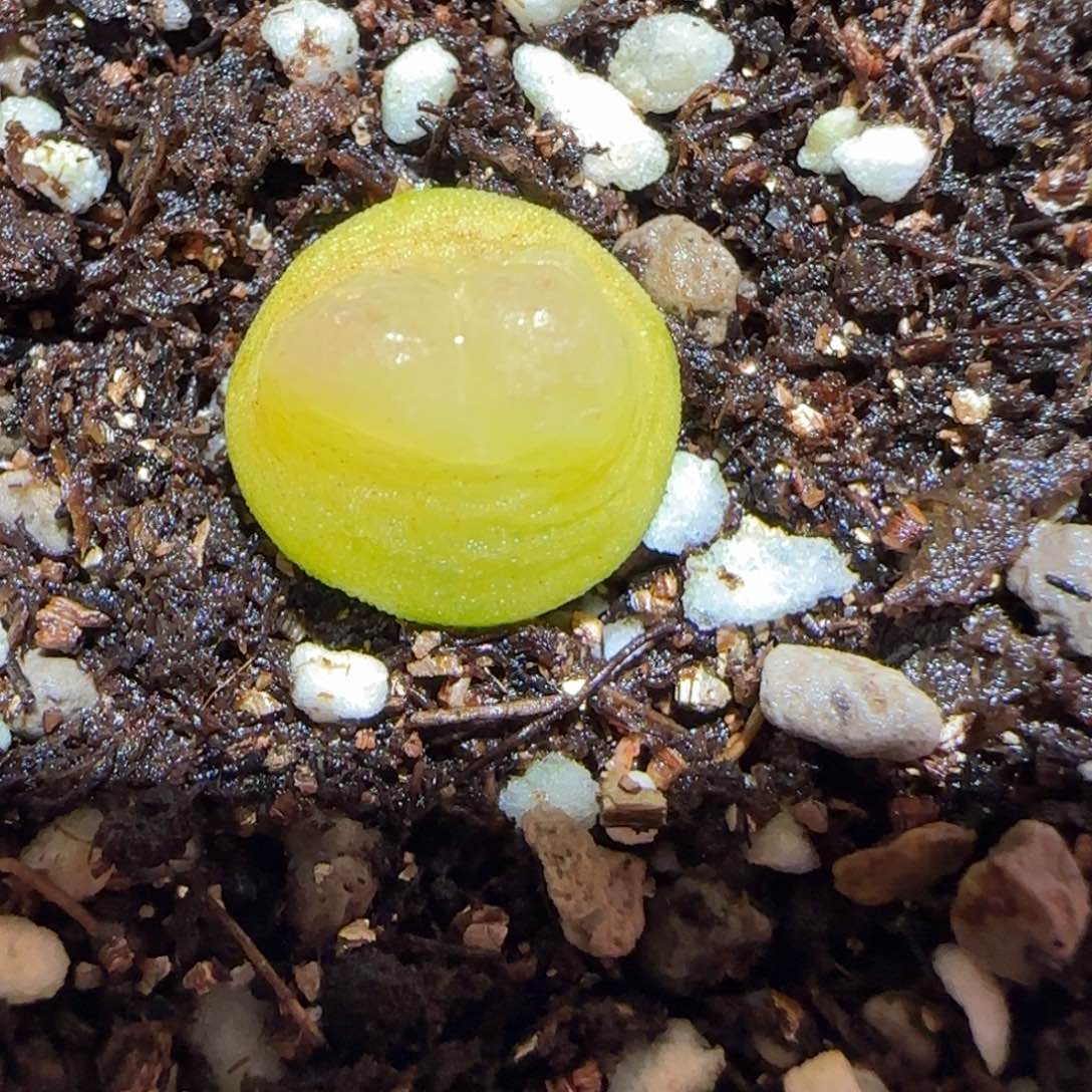 肉锥多肉植物百科-sh1200拉登334