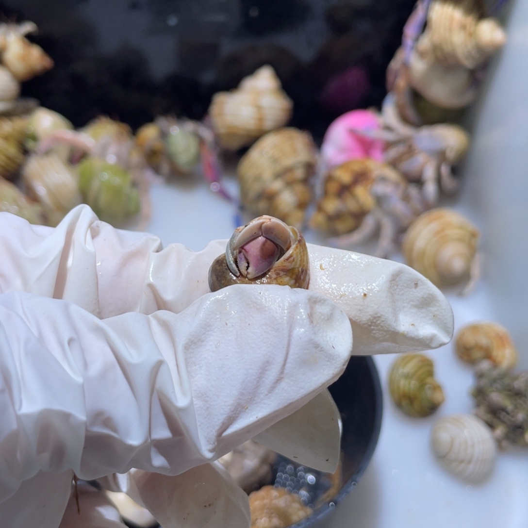 V4 紫陆断尖1.1口粉蓝色