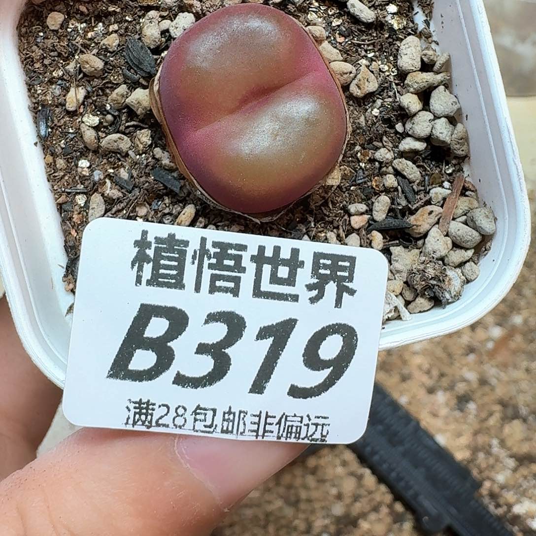 多肉植物的润泽额g g
