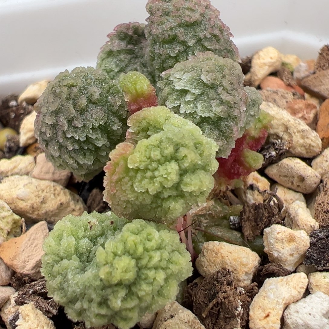 实生新品冰锥倒刺多肉植物