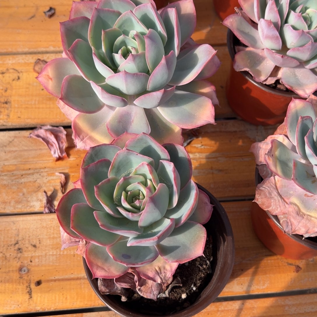 多肉单头蓝光【非偏远满18包邮】