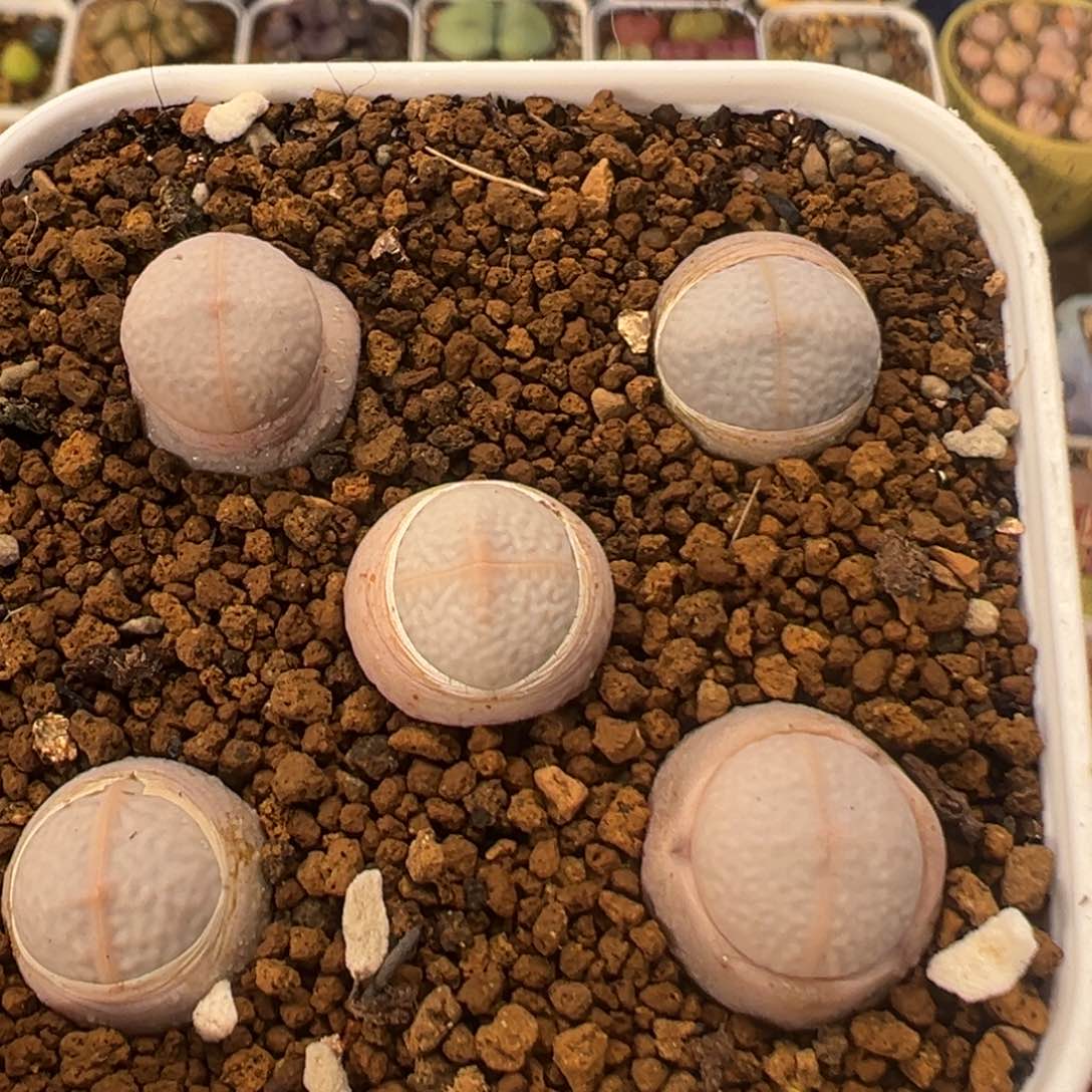 50多肉植物百科知识