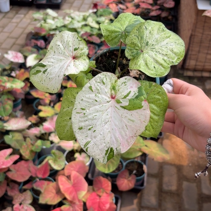 薄荷糖泰国彩叶芋03-0828