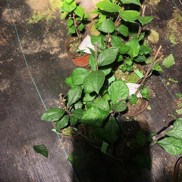 完全开放变色龙嫁接苗38.8