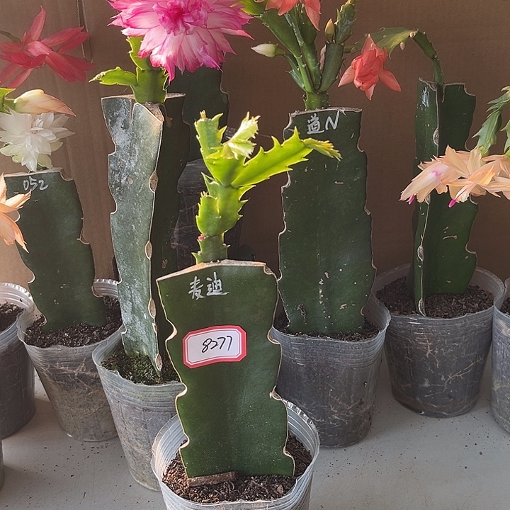 E***v当前无花栽培后可以开花麦迪逊