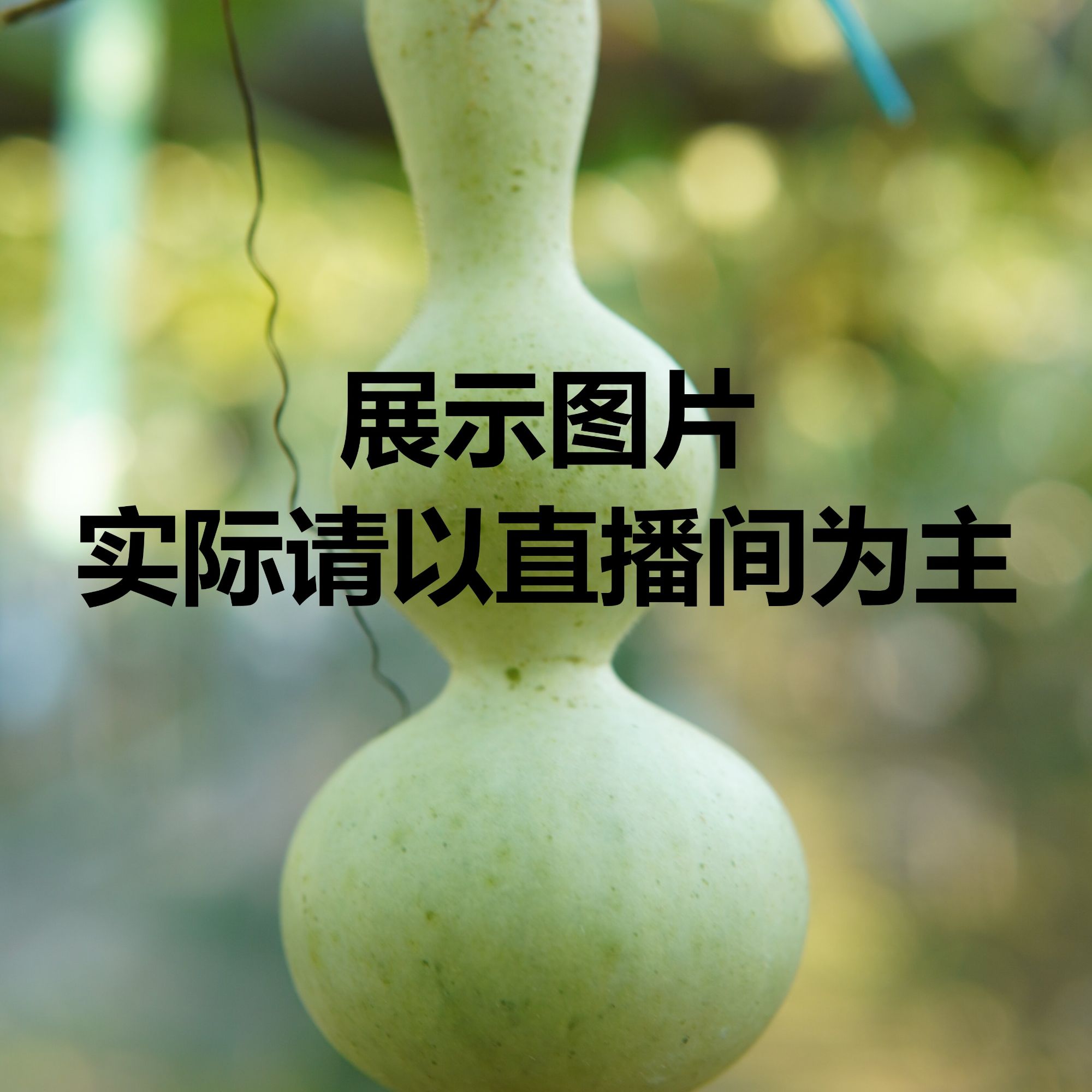 精品葫芦粗嘴八宝青皮