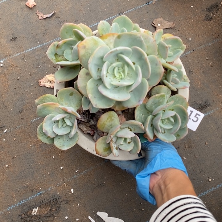 215 粗腿无砍。。。。。。宝仔手捧花