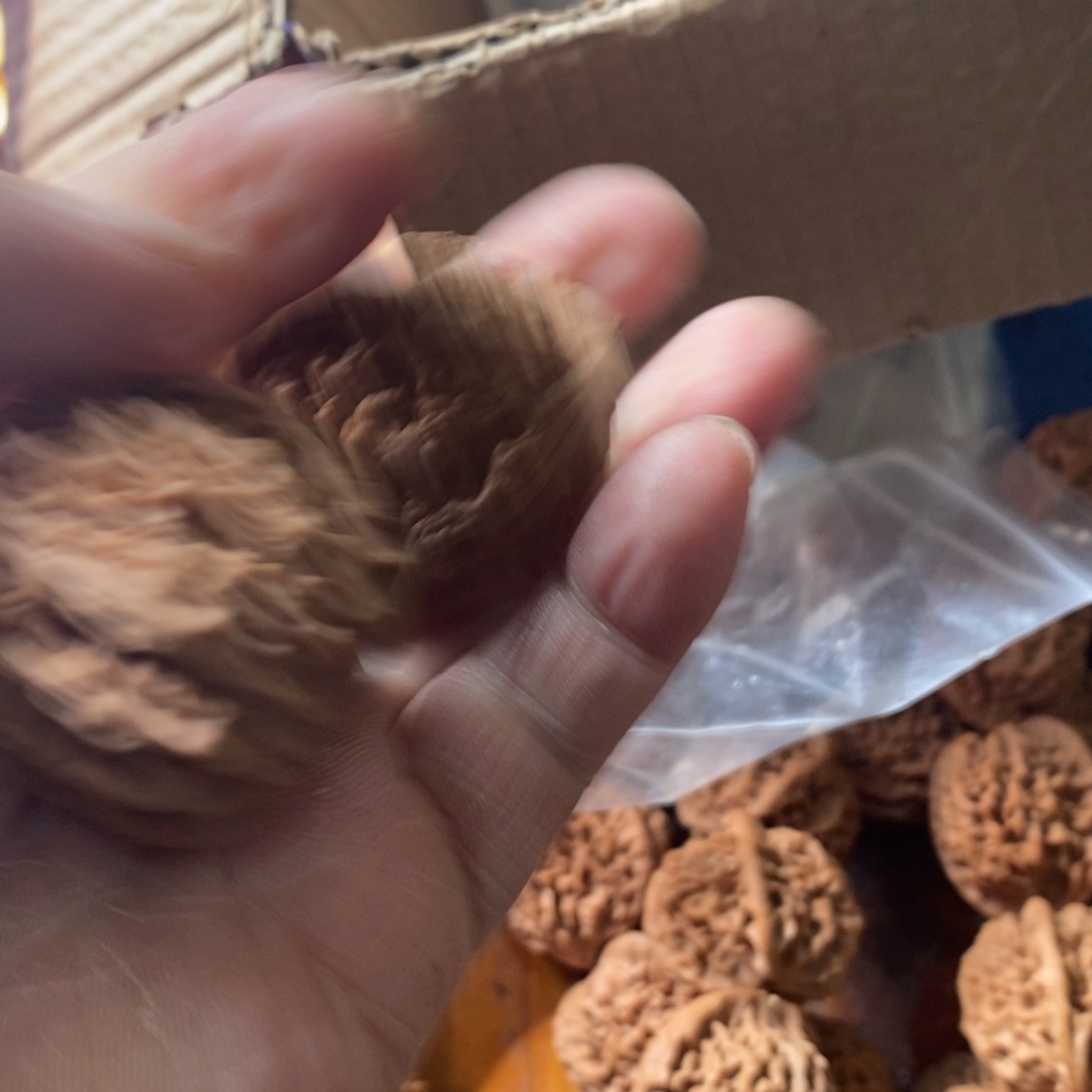 秦岭森林茂密地栖息有