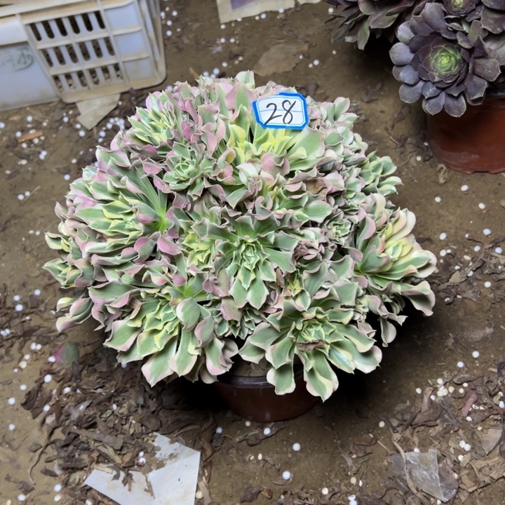 多肉植物白凤法师28