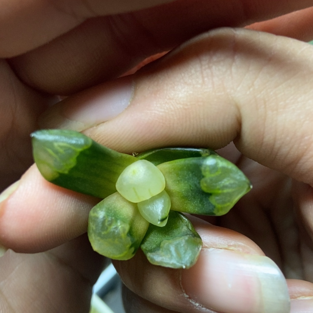 裹般若实生4号一物一拍