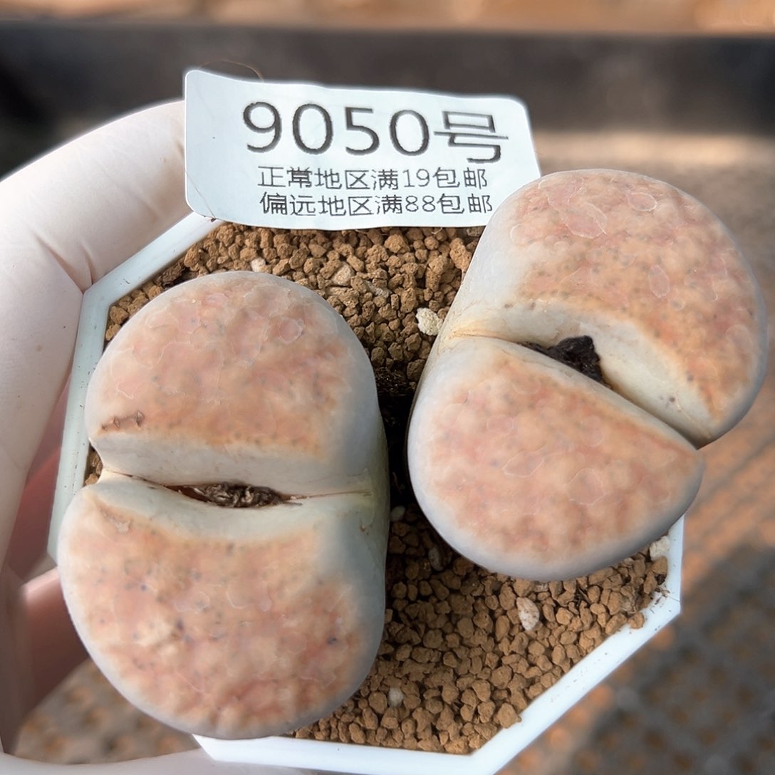 好养易活生石花大母本9050