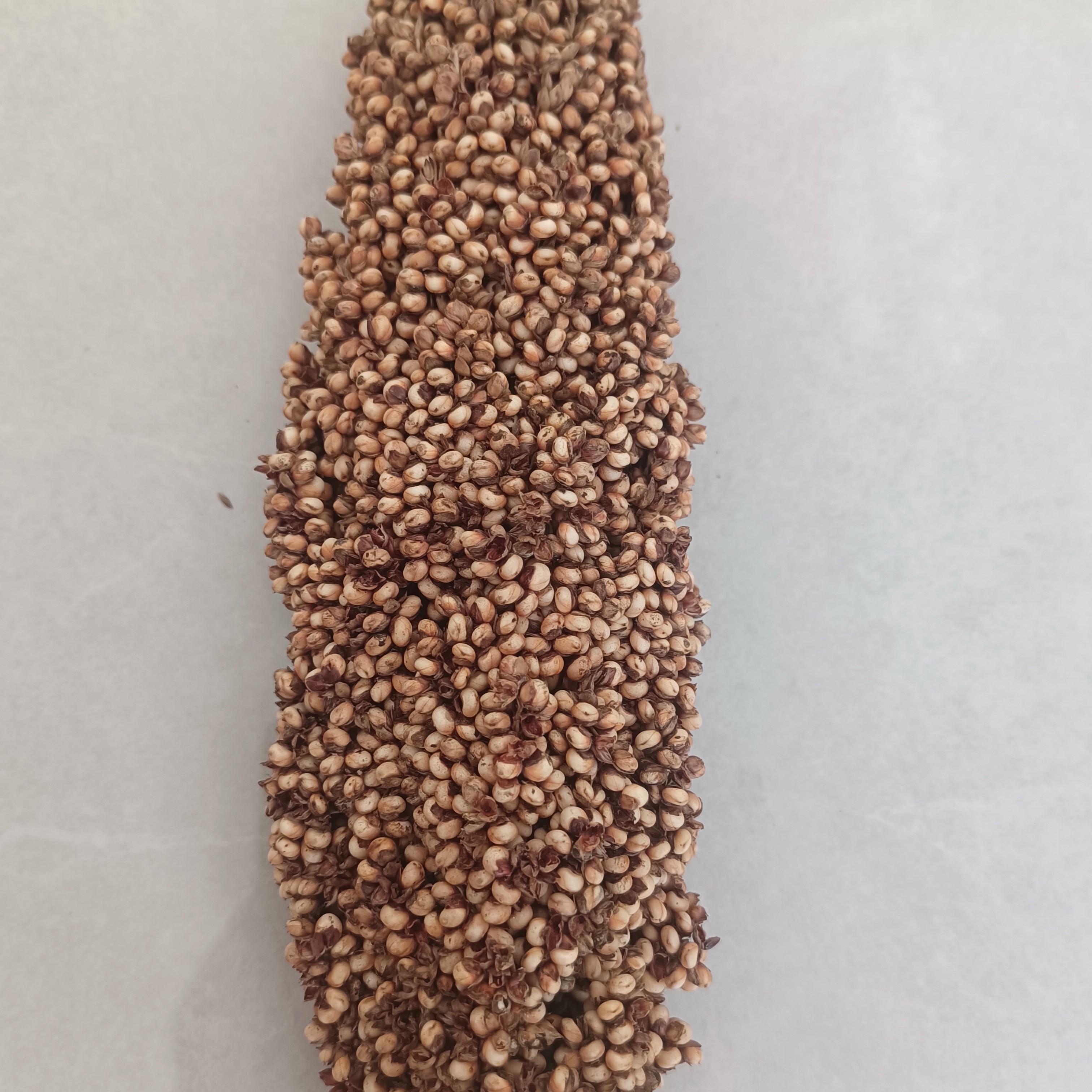 做米饭的白高粮种子3斤118天种2亩地