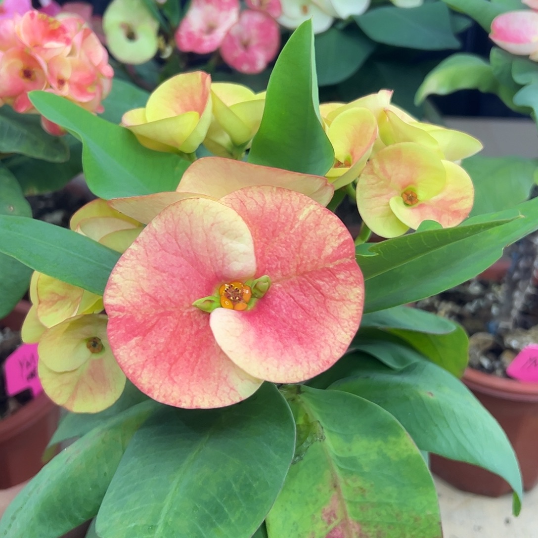 ****.富贵吉祥泰国大花虎刺梅