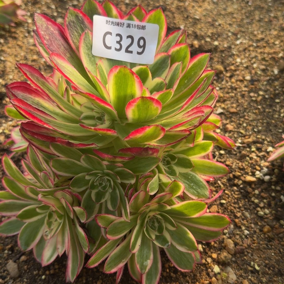 329荔枝多肉植物