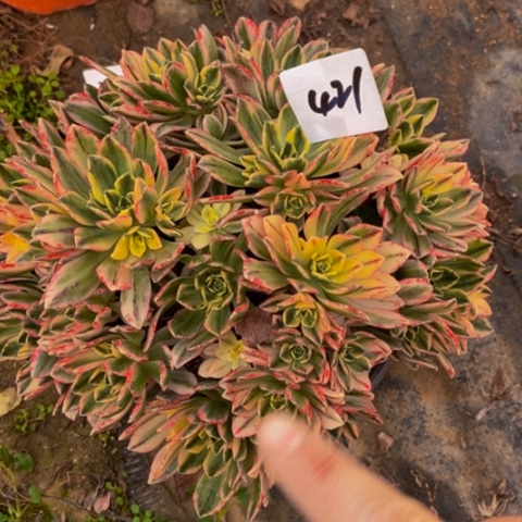 甜茶多肉植物421多肉