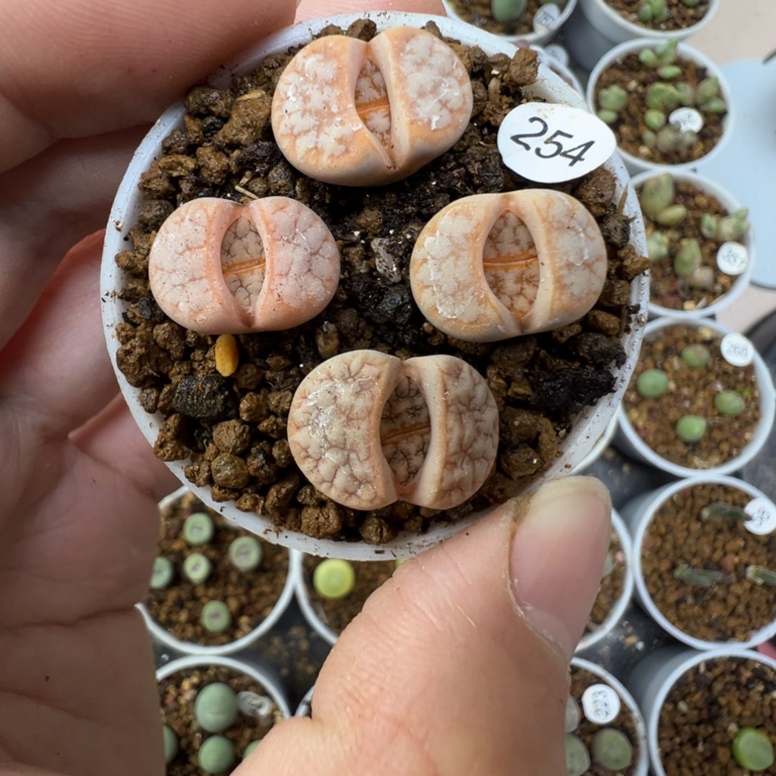 拿铁一颗脱土2540000