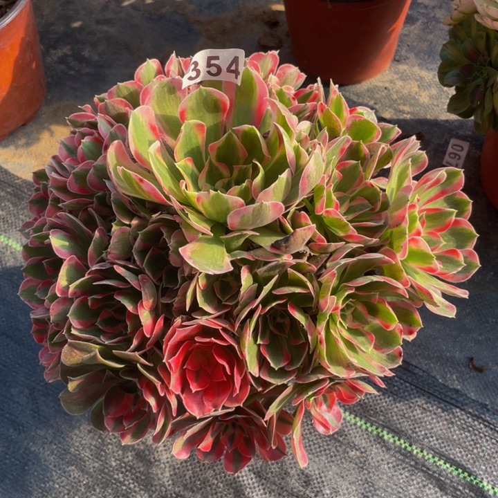 354老庄多肉法师妖月