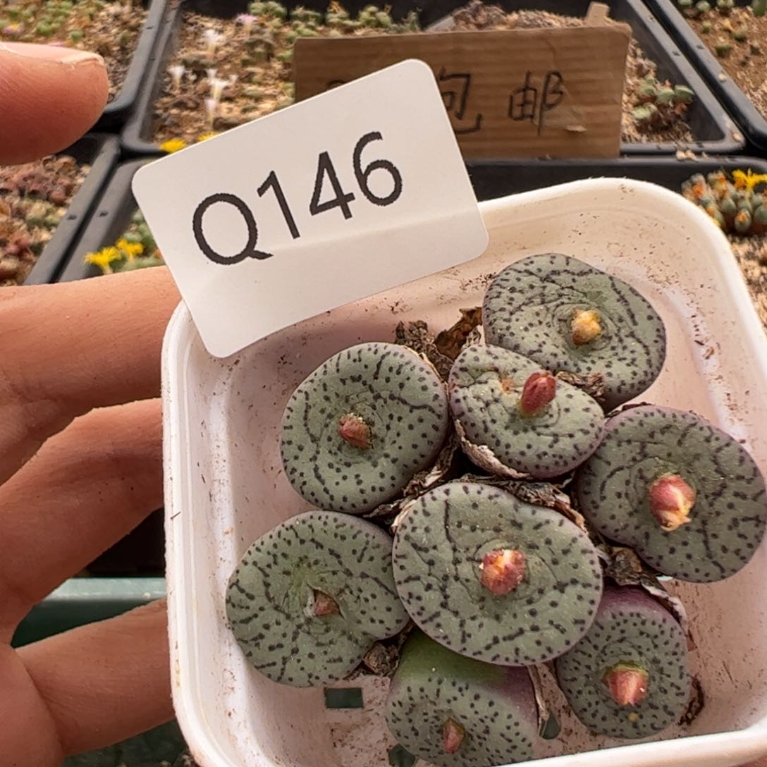 146 好看的多肉多肉冲冲冲