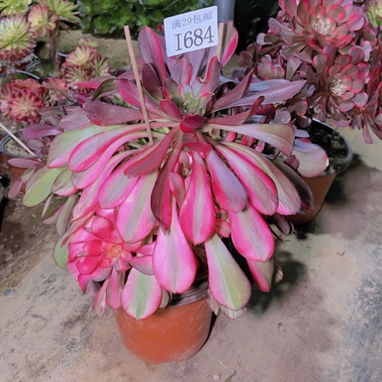 684花蝴蝶多肉植物