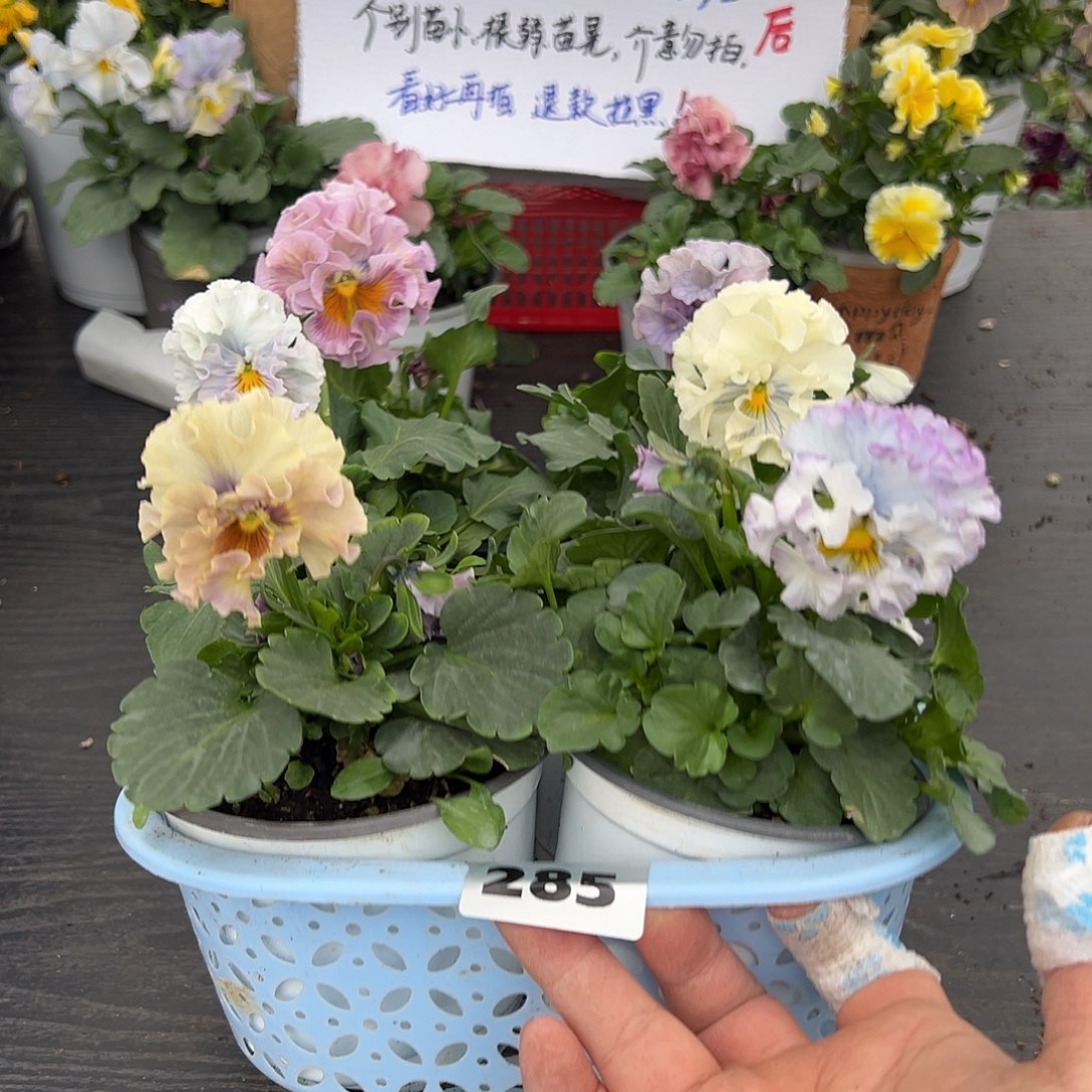 大部分花苞少量开放285号