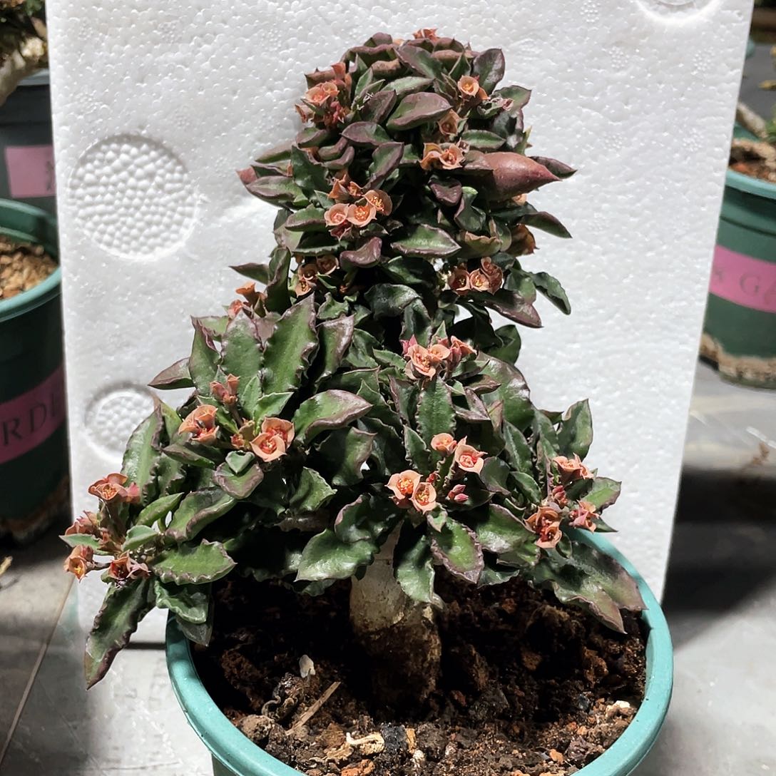 优选皱叶麒麟，可挑666666666666