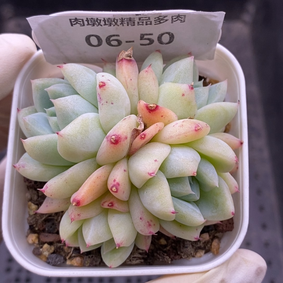 【闪购商品】06-50白泽