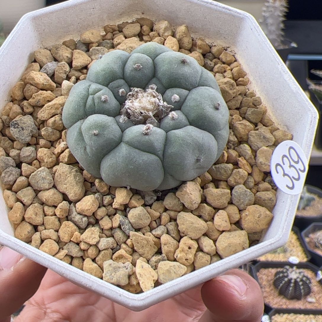 草球3.4一物一拍339