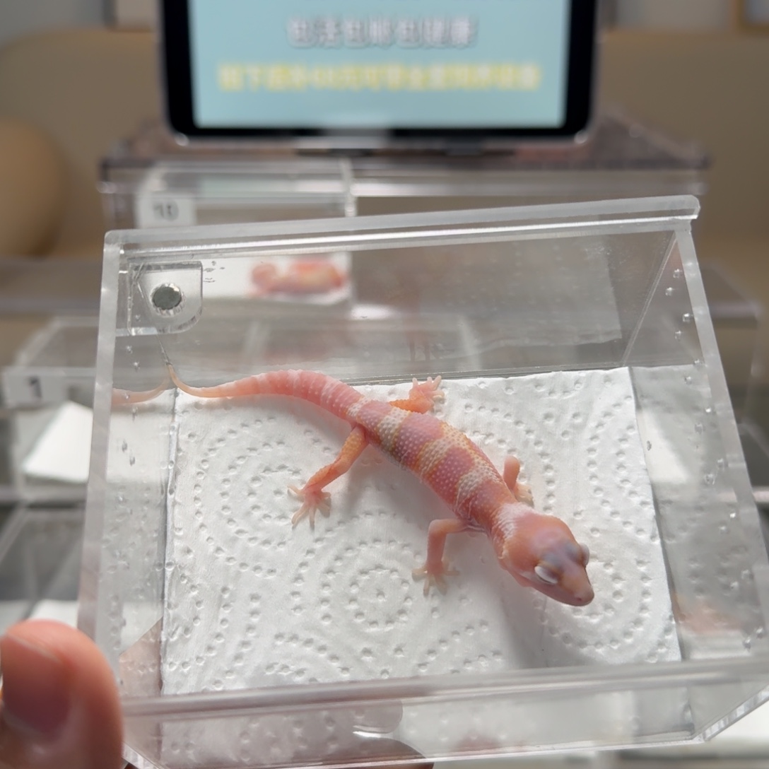 豹纹守宫豹纹守宫白黄雪花川普