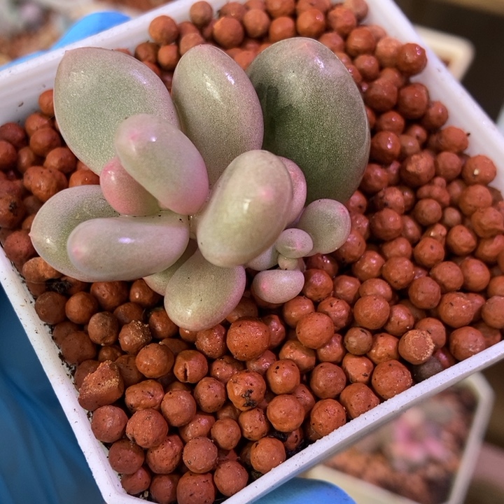 瓷白蛋黄奶酪锦多肉植物