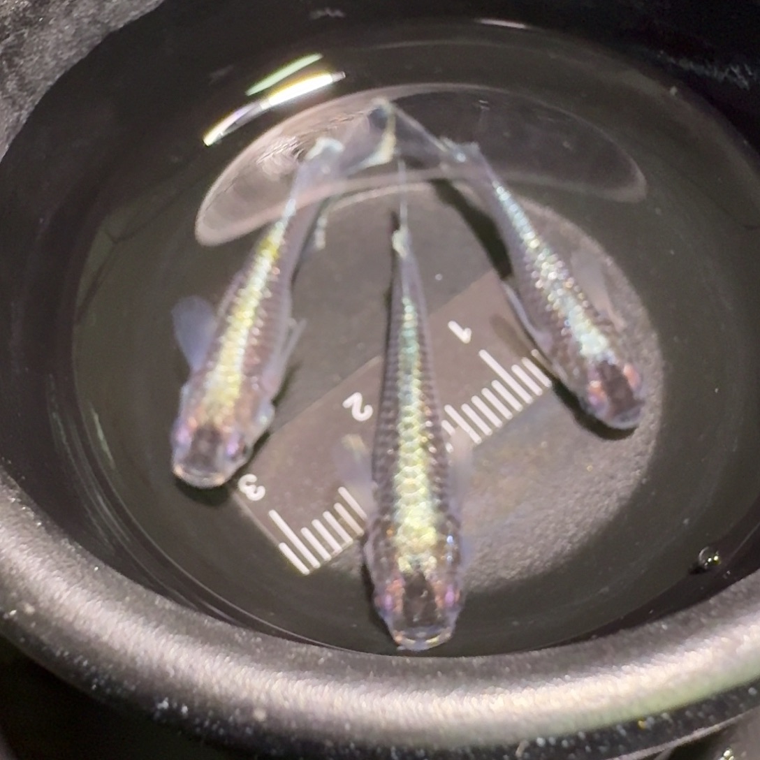 青鳉鱼一物一拍287