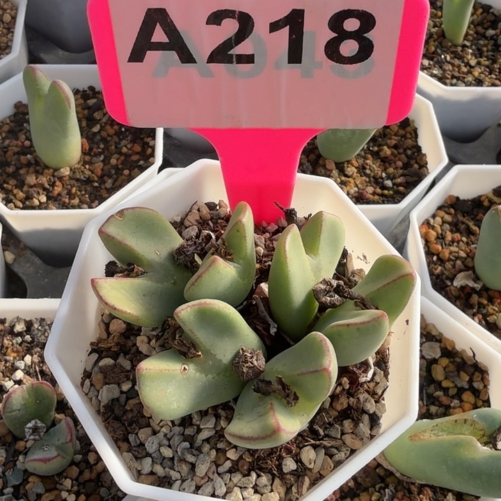 小***子218jjjjhhhhhhhhhhhhuhh