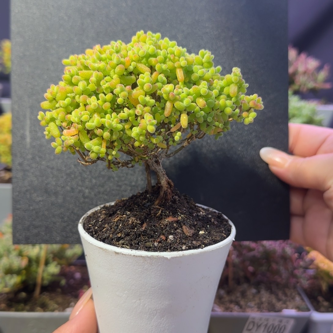 dy1044精控金桔飘桩造型