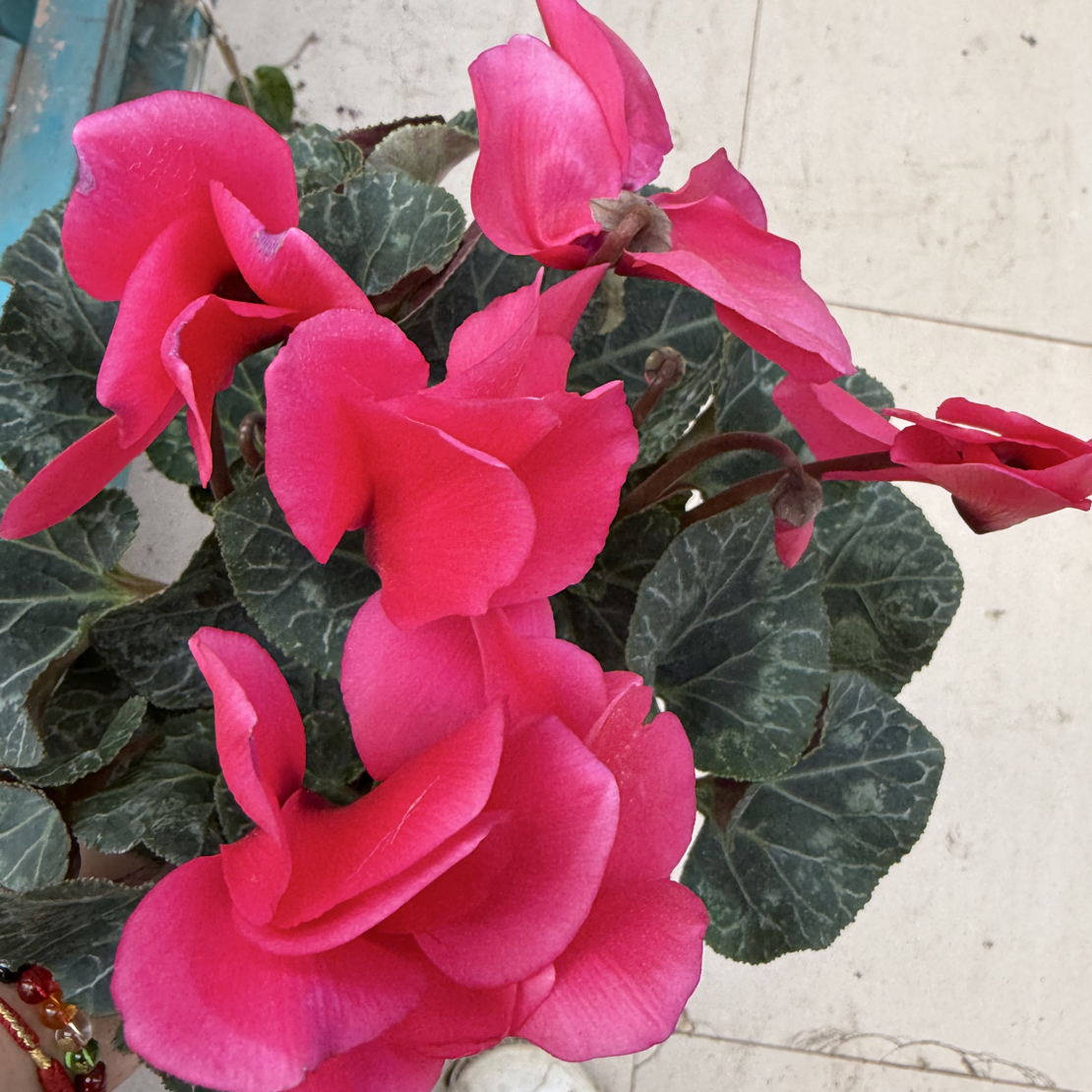 不挑颜色仙客来盆栽带花苞重瓣年宵花