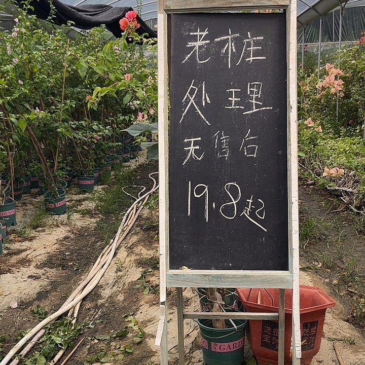 无花朵三角梅1360
