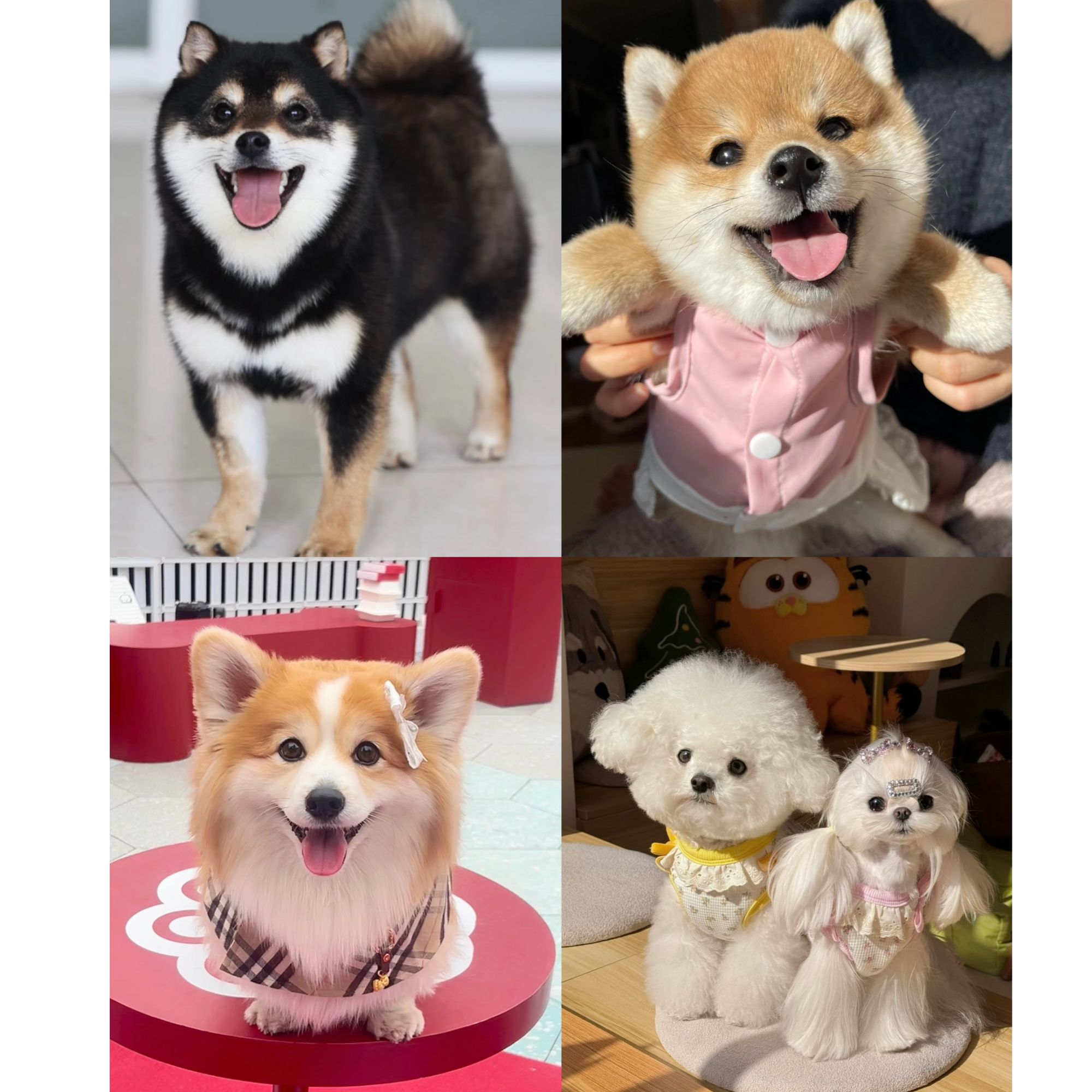 （昆明圆宝宠物）T狗狗活体